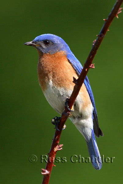 Eastern Bluebird © Russ Chantler